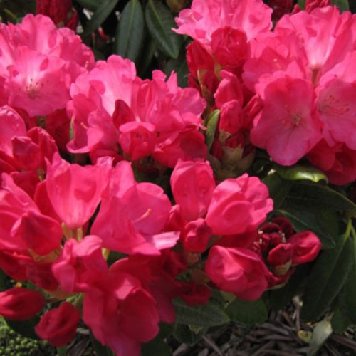 Rhododendron Mosers Maroon Hybrid | ScotPlants Direct
